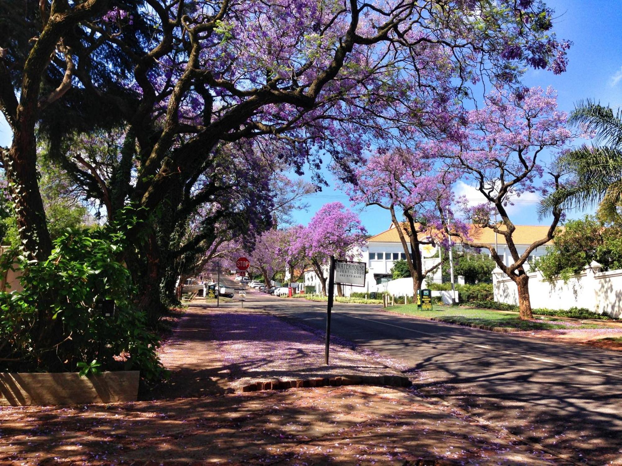 Waterhouse Guest Lodge In Muckleneuk Pretoria-Noord Zewnętrze zdjęcie